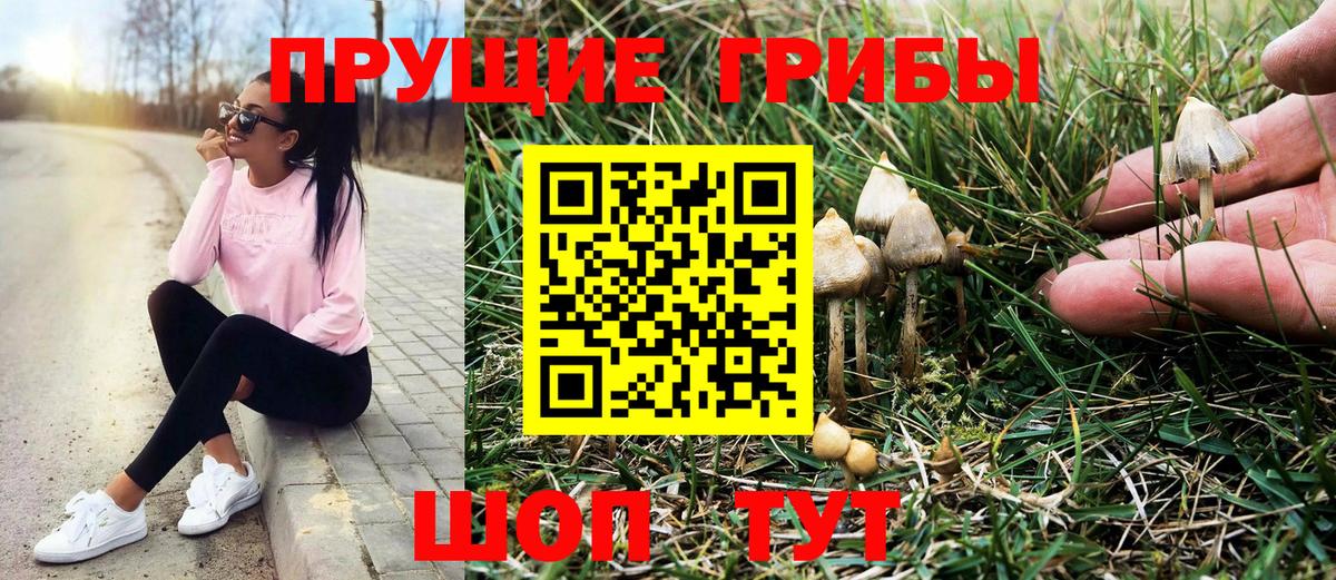 Псилоцибиновые грибы Psilocybe  Вход с VPN  Псилоцибиновые грибы MAGIC MUSHROOMS  Черногорск 